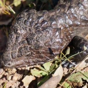 Tiliqua rugosa at Majura, ACT - 29 Sep 2014 02:55 PM