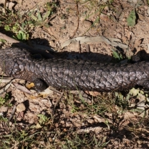 Tiliqua rugosa at Majura, ACT - 29 Sep 2014