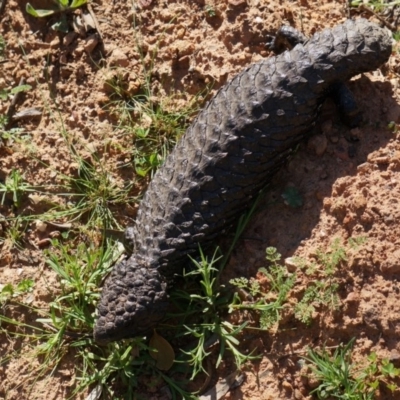 Tiliqua rugosa (Shingleback Lizard) at Majura, ACT - 29 Sep 2014 by AaronClausen