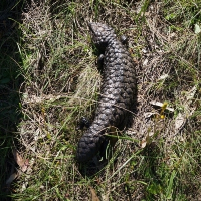 Tiliqua rugosa (Shingleback Lizard) at P11 - 18 Oct 2014 by AaronClausen