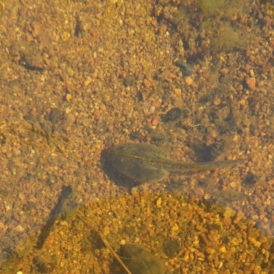 Neobatrachus sudellae (Sudell's Frog or Common Spadefoot) at Majura, ACT - 14 Sep 2014 by AaronClausen