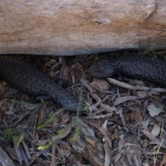 Tiliqua rugosa (Shingleback Lizard) at Canberra Central, ACT - 22 Oct 2014 by AaronClausen