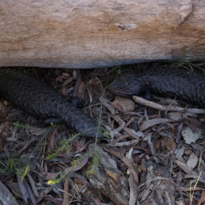 Tiliqua rugosa (Shingleback Lizard) at Canberra Central, ACT - 22 Oct 2014 by AaronClausen