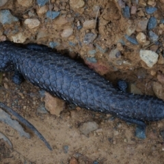 Tiliqua rugosa at Canberra Central, ACT - 22 Oct 2014