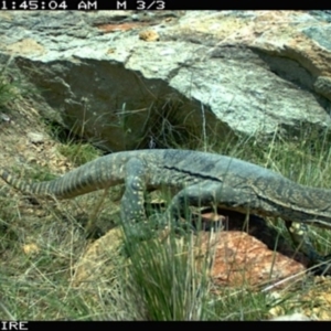 Varanus rosenbergi at Michelago, NSW - suppressed