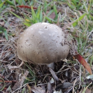 Amanita sp. at Greenway, ACT - 26 Apr 2015 06:49 PM