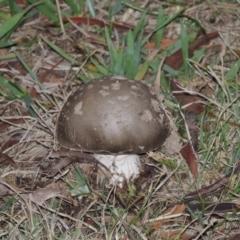 Amanita sp. at Greenway, ACT - 26 Apr 2015 06:49 PM