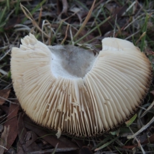 Amanita sp. at Greenway, ACT - 26 Apr 2015 06:49 PM