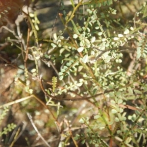 Indigofera adesmiifolia at Stromlo, ACT - 27 Apr 2015