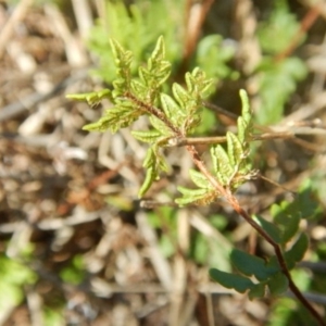 Cheilanthes distans at Stromlo, ACT - 27 Apr 2015 12:35 PM