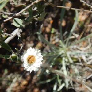 Leucochrysum albicans subsp. tricolor at Stromlo, ACT - 27 Apr 2015 01:16 PM