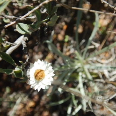 Leucochrysum albicans subsp. tricolor (Hoary Sunray) at Stromlo, ACT - 27 Apr 2015 by MichaelMulvaney