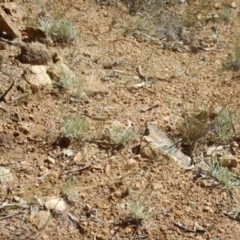 Leucochrysum albicans subsp. tricolor at Stromlo, ACT - 27 Apr 2015