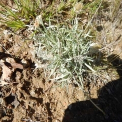 Leucochrysum albicans subsp. tricolor at Stromlo, ACT - 27 Apr 2015