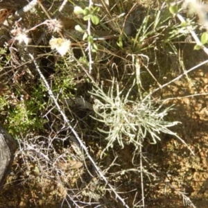 Leucochrysum albicans subsp. tricolor at Stromlo, ACT - 27 Apr 2015 01:27 PM