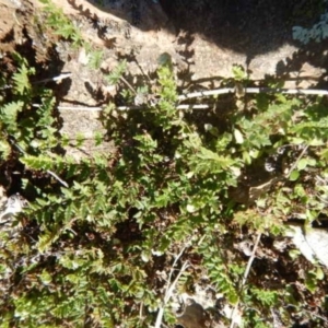 Cheilanthes distans at Stromlo, ACT - 27 Apr 2015