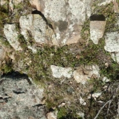 Cheilanthes distans at Stromlo, ACT - 27 Apr 2015 01:43 PM