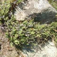 Cheilanthes distans (Bristly Cloak Fern) at Stromlo, ACT - 27 Apr 2015 by MichaelMulvaney