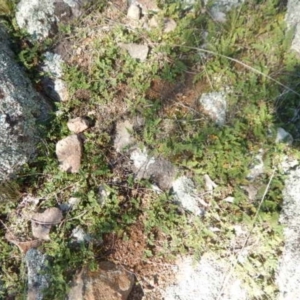 Cheilanthes distans at Stromlo, ACT - 27 Apr 2015