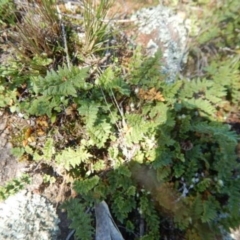 Cheilanthes distans at Stromlo, ACT - 27 Apr 2015