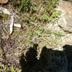 Cheilanthes distans (Bristly Cloak Fern) at Stromlo, ACT - 27 Apr 2015 by MichaelMulvaney