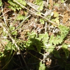 Cheilanthes distans at Stromlo, ACT - 27 Apr 2015