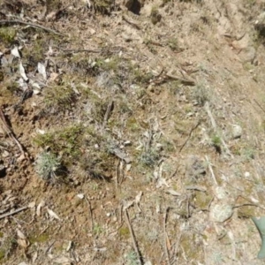 Leucochrysum albicans subsp. tricolor at Stromlo, ACT - 27 Apr 2015