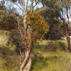 Amyema miquelii (Box Mistletoe) at Conder, ACT - 7 Dec 1999 by MichaelBedingfield