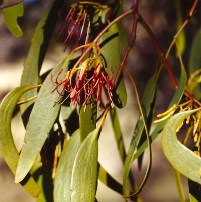 Amyema miquelii (Box Mistletoe) at Tuggeranong Hill - 29 Jan 2000 by michaelb