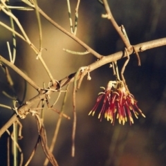 Amyema cambagei (Sheoak Mistletoe) at Greenway, ACT - 8 Mar 2008 by michaelb