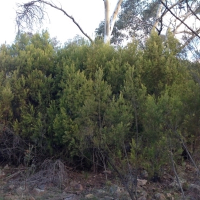 Exocarpos cupressiformis at Mount Taylor - 28 Apr 2015 by George