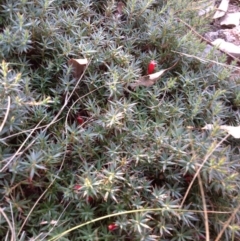 Styphelia humifusum (Cranberry Heath) at Chifley, ACT - 28 Apr 2015 by George