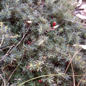 Astroloma humifusum at Chifley, ACT - 28 Apr 2015