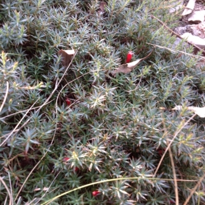 Styphelia humifusum (Cranberry Heath) at Chifley, ACT - 28 Apr 2015 by George