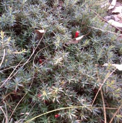 Astroloma humifusum (Cranberry Heath) at Mount Taylor - 28 Apr 2015 by George