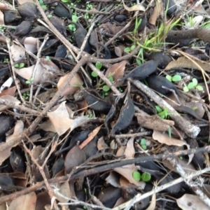 Brachychiton populneus subsp. populneus at Chifley, ACT - 28 Apr 2015 04:40 PM