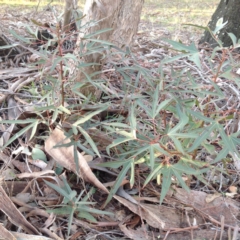 Brachychiton populneus subsp. populneus at Chifley, ACT - 28 Apr 2015 04:40 PM