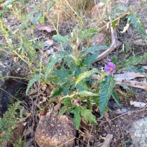 Solanum cinereum at Chifley, ACT - 28 Apr 2015