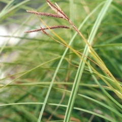 Carex polyantha (A Sedge) at Greenway, ACT - 22 Dec 2008 by michaelb