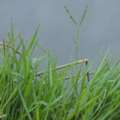 Paspalum distichum (Water Couch) at Greenway, ACT - 21 Apr 2015 by michaelb