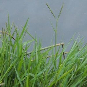 Paspalum distichum at Greenway, ACT - 21 Apr 2015