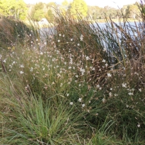 Oenothera lindheimeri at Greenway, ACT - 22 Apr 2015