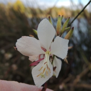 Oenothera lindheimeri at Greenway, ACT - 22 Apr 2015