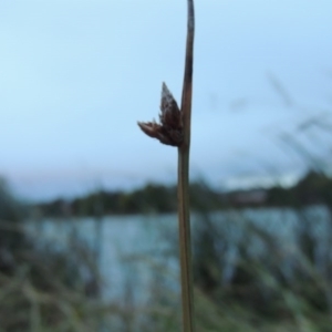 Schoenoplectus pungens at Greenway, ACT - 21 Apr 2015