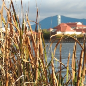 Typha domingensis at Greenway, ACT - 22 Apr 2015