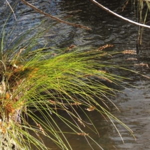 Carex appressa at Greenway, ACT - 22 Apr 2015 06:06 PM