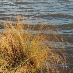 Juncus sp. (A Rush) at Greenway, ACT - 22 Apr 2015 by michaelb