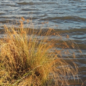 Juncus sp. at Greenway, ACT - 22 Apr 2015 06:08 PM