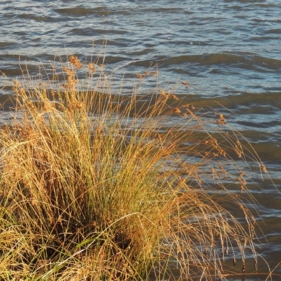 Juncus sp. (A Rush) at Greenway, ACT - 22 Apr 2015 by michaelb