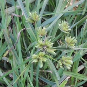 Cyperus eragrostis at Greenway, ACT - 22 Apr 2015 06:14 PM